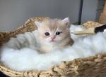Sammy - British Shorthair Kitten For Sale - Lebanon&comma; TN&comma; US