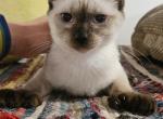 Lady - Highlander Kitten For Sale - NY&comma; US