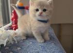 Sushi - British Shorthair Kitten For Sale - 