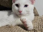 Benvolio - Highlander Kitten For Sale - NY&comma; US