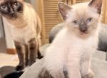 Siamese Male Kitten - Siamese Kitten For Sale - Sparta&comma; WI&comma; US