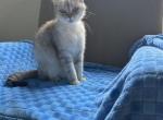 Princess - Scottish Fold Cat For Sale - Austin&comma; TX&comma; US