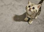 Pearl - Scottish Straight Kitten For Sale - 
