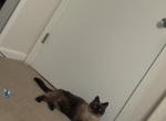 Leni - Siamese Cat For Sale - Williamsport&comma; OH&comma; US