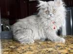 Blue Persian Girl - Persian Kitten For Sale - Lehigh Acres&comma; FL&comma; US