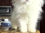 White Persian male kitten - Persian Kitten For Sale - 