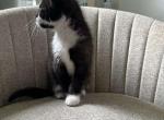 tuxedo kitten - Domestic Kitten For Sale - Dearborn Heights&comma; MI&comma; US