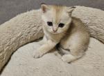 Leo - British Shorthair Kitten For Sale - 