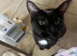 Wookie - Domestic Cat For Adoption - Las Vegas&comma; NV&comma; US