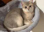 Cedric - British Shorthair Kitten For Sale - 