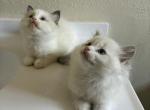 Princesss - Ragdoll Kitten For Sale - Riverside&comma; CA&comma; US