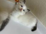 Prince - Ragdoll Kitten For Sale - Riverside&comma; CA&comma; US
