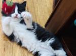 TEDDY - Domestic Kitten For Sale - 
