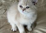 Ben fawn golden - British Shorthair Kitten For Sale - Matthews&comma; NC&comma; US