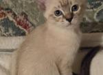Lynx blue point girl - Siamese Kitten For Sale - Wayland&comma; MA&comma; US