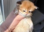 Black golden chinchilla longhair female - British Shorthair Kitten For Sale - Matthews&comma; NC&comma; US