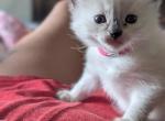 Julia - Ragdoll Kitten For Sale - Fountain&comma; CO&comma; US