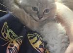 Lilah - Domestic Kitten For Sale - 