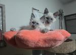 Blue point - Balinese Kitten For Sale - 
