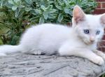 Abby - Domestic Kitten For Adoption - Lyons&comma; IN&comma; US