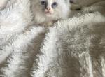 Rosemary - Ragdoll Kitten For Sale - Butler&comma; PA&comma; US