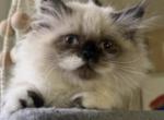 Panda - Persian Kitten For Sale - 