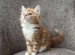 Girl Siberian Purebred Red Tabby with White - Siberian Kitten For Sale - Old Bridge&comma; NJ&comma; US
