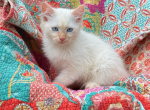 Flame Point - Siamese Kitten For Sale - Lecanto&comma; FL&comma; US