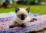 Seal Point - Siamese Kitten For Sale - 