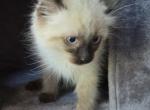 Terry - Siamese Cat For Sale - Cheney&comma; WA&comma; US