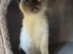 Tango - Siamese Cat For Sale - Cheney&comma; WA&comma; US