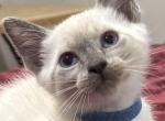 Blue boy - Siamese Kitten For Sale - 