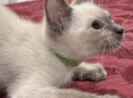 Green Boy - Siamese Kitten For Sale - 