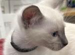 Black Boy - Siamese Kitten For Sale - 