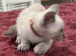 Brown Boy - Siamese Kitten For Sale - 