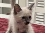 Purple Boy - Siamese Kitten For Sale - Weston&comma; FL&comma; US