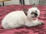Orange Boy - Siamese Kitten For Sale - Weston&comma; FL&comma; US