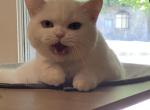 SnowWhite - British Shorthair Kitten For Sale - Sherman Oaks&comma; CA&comma; US