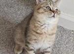 Tigger - British Shorthair Kitten For Adoption - Rahway&comma; NJ&comma; US