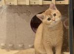 Merida - British Shorthair Kitten For Sale - 