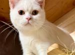 Marshmallow - British Shorthair Kitten For Sale - Sherman Oaks&comma; CA&comma; US
