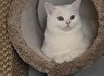 Harry - British Shorthair Cat For Adoption - 