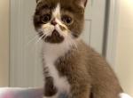Shorthair Persian Munchkin Mix Long Legs AVAILABLE - Persian Kitten For Sale - Lake Station&comma; IN&comma; US