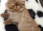 Short and Longhaired Champion Exotic kittens - Exotic Kitten For Sale - Shirley&comma; NY&comma; US
