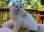 Amber - Scottish Straight Kitten For Sale - Denver&comma; CO&comma; US