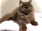 RARE Chocolate Persian Mix Boy AVAILABLE - Persian Kitten For Sale - Lake Station&comma; IN&comma; US