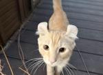 Snowball - Savannah Kitten For Sale - UT&comma; US