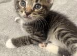 Mochi - Domestic Kitten For Adoption - 