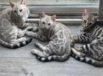 Winters kittens - Bengal Kitten For Sale - Vista&comma; CA&comma; US