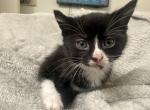 Oreo - Domestic Kitten For Adoption - 